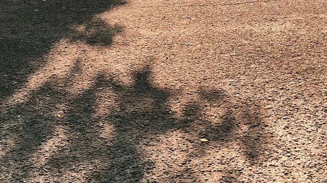 The delicate shadows of the trees dance across the sidewalks illuminated by the hot summer sun, creating a flowing golden mosaic of organic shapes and rough textures. Footage 4k, 60 fps