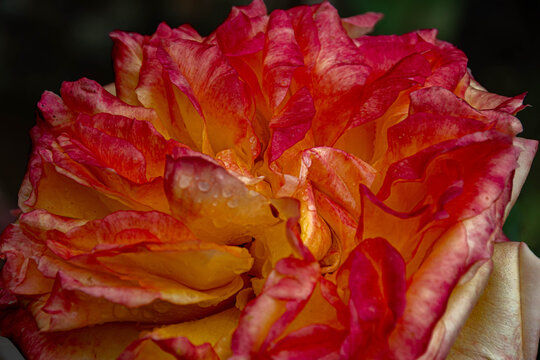 Rose &eacute;panouie