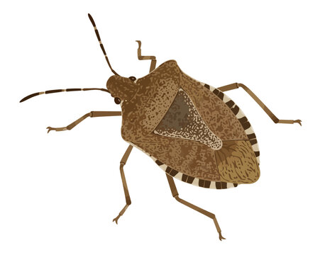 Vsai brown marmorated stink bug pest insect illustration