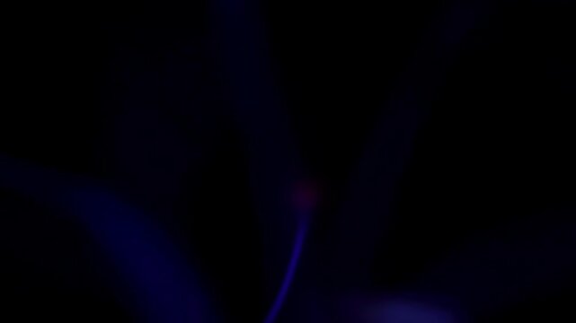 Intricate purple and blue plasma filaments reaching out like electric tendrils in a black void showing detailed static discharge and scientific energy phenomena.
