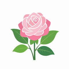 Fototapeta premium Pink Rose Illustration