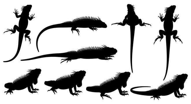 Eight lizards are shown in various poses and angles on a plain surface