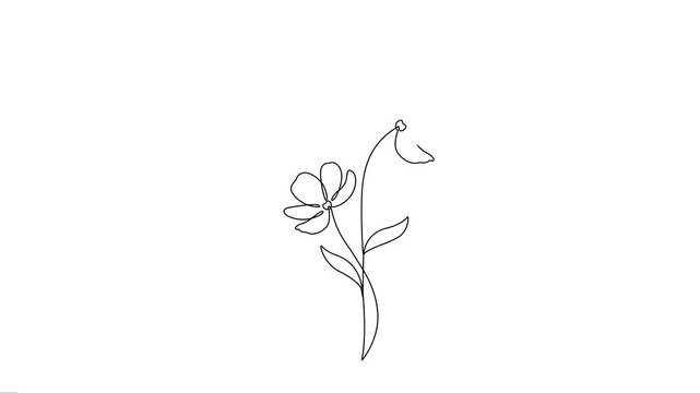 Purple cosmos flowers one line art animation with green leaves.