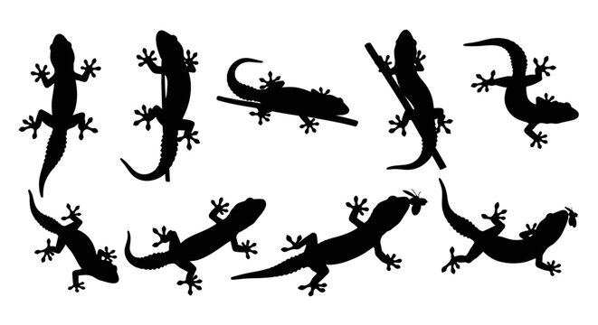 A collection of lizards in various poses on a white surface for image-155.ai reference