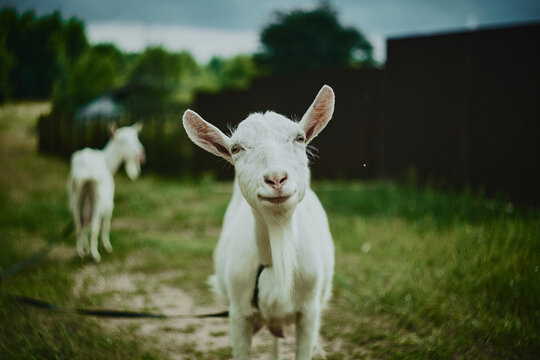 Funny looking goats on a road in the countryside