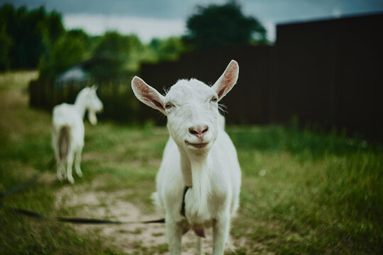 Funny looking goats on a road in the countryside