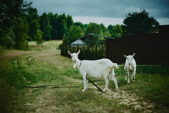 Funny looking goats on a road in the countryside