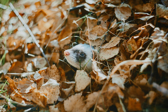 Cute looking ferret peeking it's nose out of autumn leaves