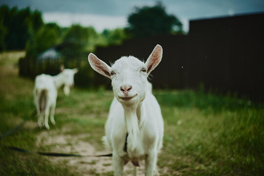 Funny looking goats on a road in the countryside