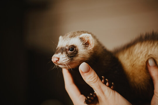 Human hand holding a bored looking ferret