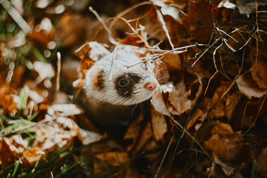 Cute looking ferret peeking it's nose out of a forest leaves