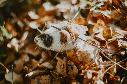 Cute looking ferret peeking it's nose out of a forest leaves