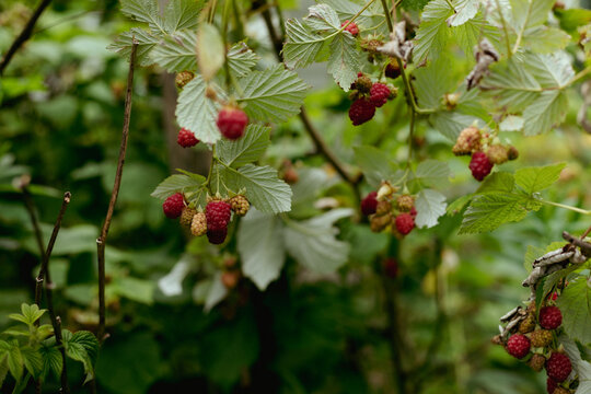 Fresh raspberries ripening in a garden