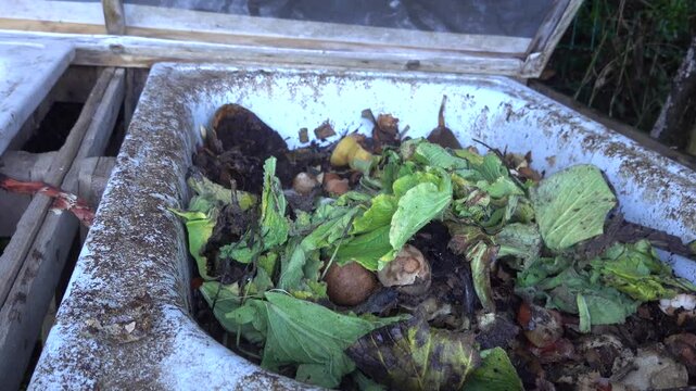 Man throwing organic food waste into a domestic backyard compost bin