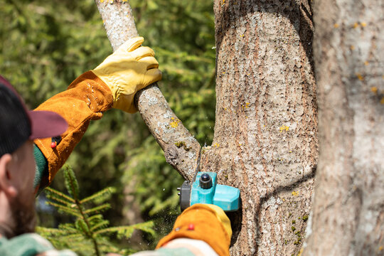 Close-up of a gardener performing sanitary pruning and crown shaping on a tree, using a handsaw to cut branches while wood chips fly, outdoors on a sunny day, wearing a yellow glove.