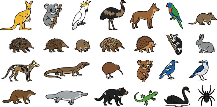 Large Australian and New Zealand Wildlife Vector Set Featuring Kangaroo Koala Emu Cockatoo Kiwi Platypus Tasmanian Devil Dingo and Echidna for Children Educational Geography and Nature Projects
