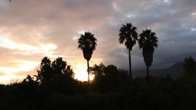 palm trees and clouds, Stanford, South Africa
