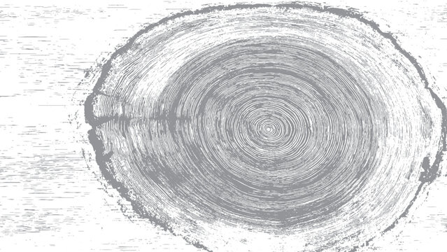 Log cut wood texture with natural tree ring pattern Gray wood rings background with rough organic texture
