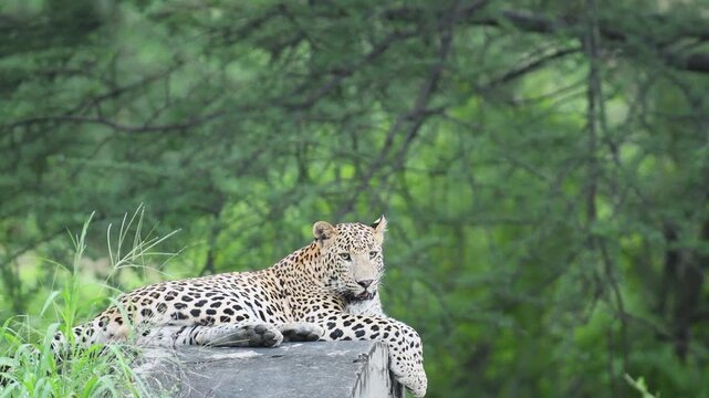 Male Indian leopard resting on wall in Jhalana Leopard Reserve, Jaipur