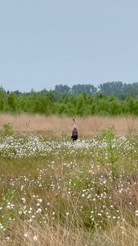 4K Common Crane (Grus grus) in Blooming Cottongrass Moor with Wind Turbines and Cuckoo Calls - Aufmerksamer Kranich im bl&uuml;henden Wollgrasmoor mit Windr&auml;dern, Strommasten und den Rufen mehrerer Kuckuck