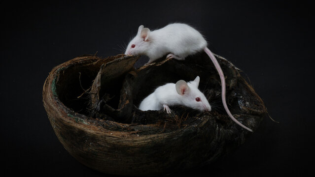 White albino laboratory mice (Mus musculus) hiding inside a natural coconut husk on a black background.