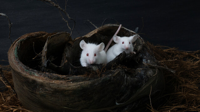 White albino laboratory mice (Mus musculus) hiding inside a natural coconut husk on a black background.