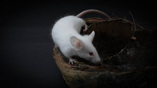 White albino laboratory mice (Mus musculus) hiding inside a natural coconut husk on a black background.