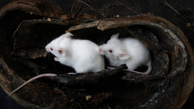 White albino laboratory mice (Mus musculus) hiding inside a natural coconut husk on a black background.