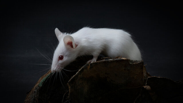 White albino laboratory mice (Mus musculus) hiding inside a natural coconut husk on a black background.