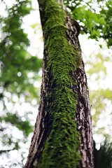 Obraz premium Green moss growing on a textured tree trunk.
