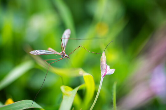 Close up of crane fly (Tipula) standing on leaves in natural environment