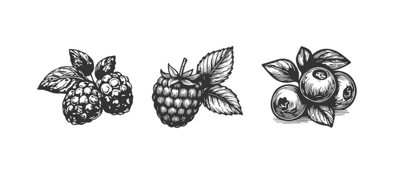 Berries with leaves woodcut engraved style drawing clip art
