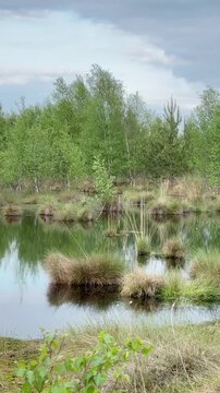 4K Scandinavian-Style Moor Landscape in Lower Saxony, Germany with Silver Birch (Betula pendula) and Cottongrass (Eriophorum) - Skandinavisch anmutende Moorlandschaft in Niedersachsen mit Birken 