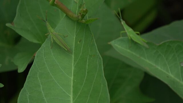 Video showing two vibrant green grasshoppers perched on lush foliage. The footage captures their camouflage and still presence within their natural green habitat.