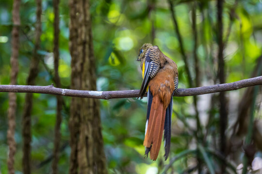The Orange-breasted Trogon is a resident bird that inhabits lush rainforests. It is beautifully colored and can be found in protected forest areas throughout Thailand.