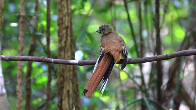 The Orange-breasted Trogon is a resident bird that inhabits lush rainforests. It is beautifully colored and can be found in protected forest areas throughout Thailand.