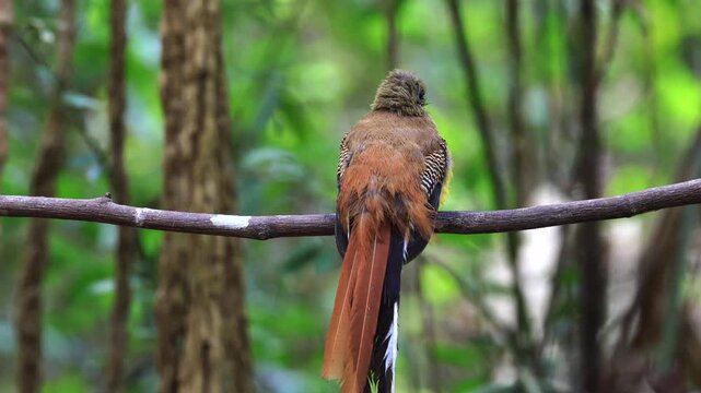 The Orange-breasted Trogon is a resident bird that inhabits lush rainforests. It is beautifully colored and can be found in protected forest areas throughout Thailand.