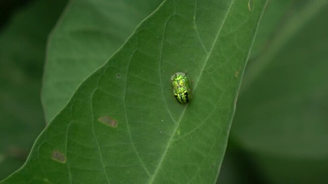 Rare macro footage of two small, iridescent green beetles mating on a leaf surface. Highlights the shiny metallic texture of their shells and natural reproductive behavior.