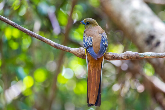 The Orange-breasted Trogon is a resident bird that inhabits lush rainforests. It is beautifully colored and can be found in protected forest areas throughout Thailand.