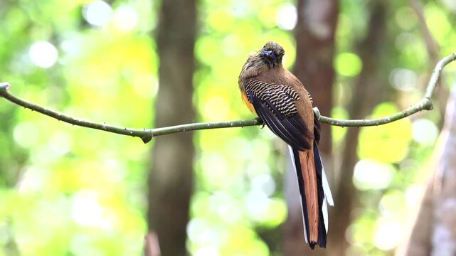 The Orange-breasted Trogon is a resident bird that inhabits lush rainforests. It is beautifully colored and can be found in protected forest areas throughout Thailand.