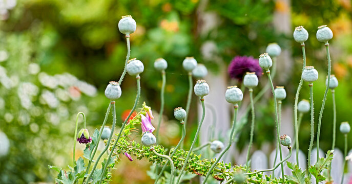 Flowers, pod and blossom with seeds in nature for pollination, botanical growth and germination. Spring, opium poppy and bud sprout with perennial plants, blooming season and reproduction in backyard