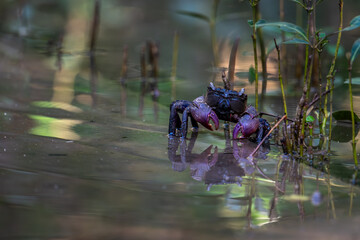 crab in the mangrove forest © ATIDA