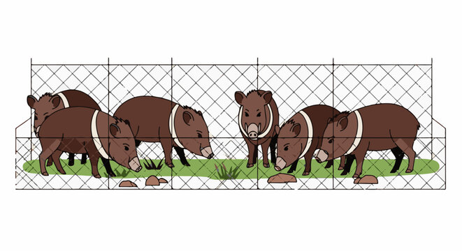 Six brown peccaries with white neck bands stand in a grassy enclosure behind a fence