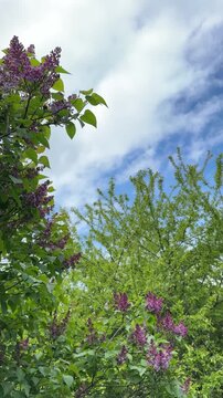 Lilac bush with purple flowers against blue sky closeup