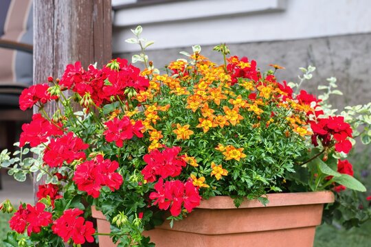 Yellow Bidens ferulifolia and red Geranium - garden inspiration for potted plants.