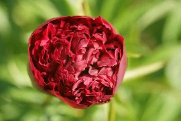 Fototapete Pfingstrosen Paeonia, Pfingstrosen Knospen kurz vor der Blüte  © darknightsky