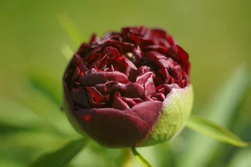 Fototapete Pfingstrosen Paeonia, Pfingstrosen Knospen kurz vor der Blüte  © darknightsky