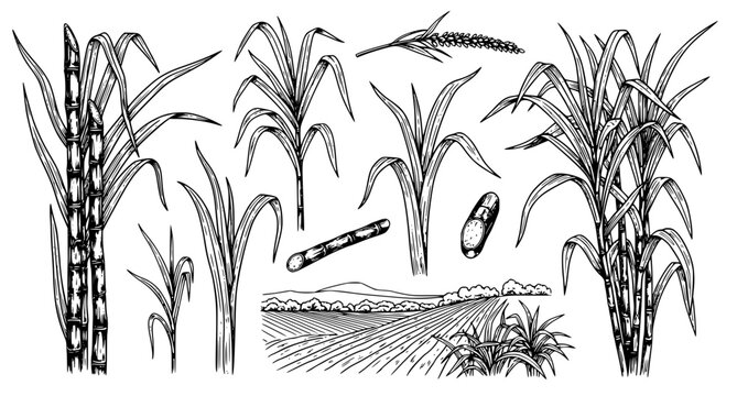 Set of hand drawn sugarcane plants and field landscape isolated on white background, detailed ink sketch style collection of tropical agricultural crop for design elements