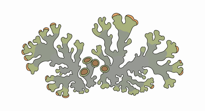 Stylized illustration of a branching lichen with cup-shaped apothecia