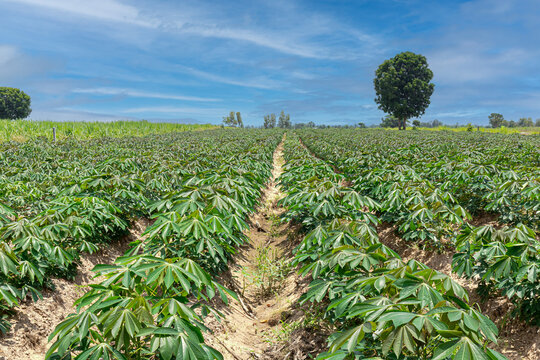 Row of cassava tree in field. Growing cassava, The cassava is the tropical food plant,it is a cash crop in Thailand. 